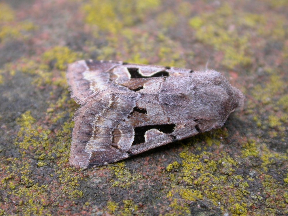 Orthosia Gothica