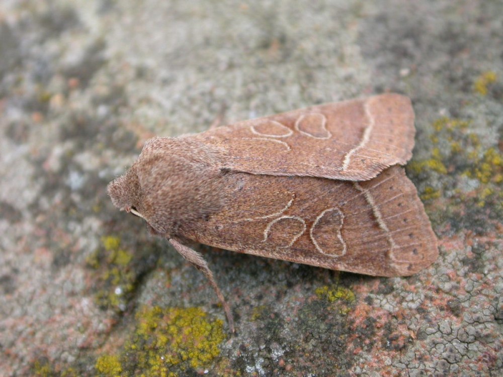 Orthosia populeti