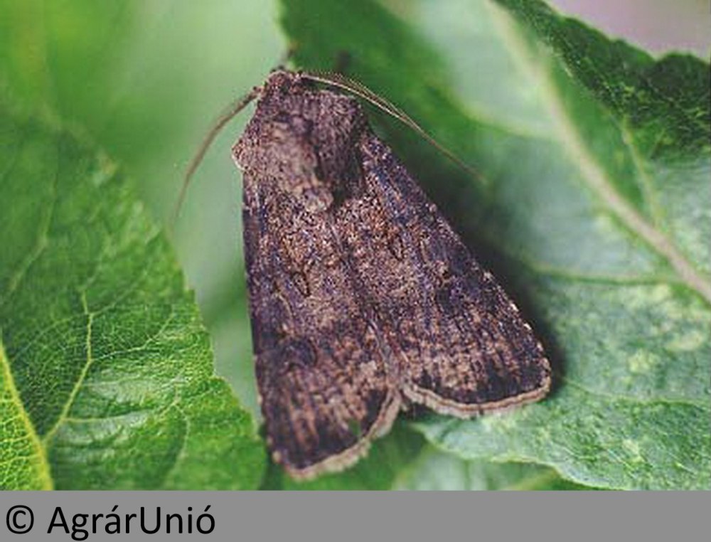 Озимая совка (Agrotis segetum),