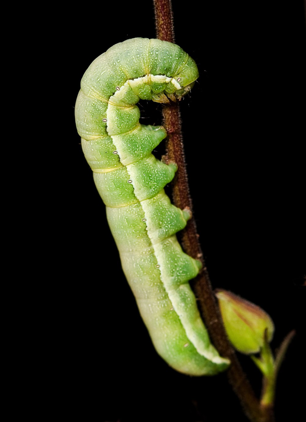 Orthosia гусеница
