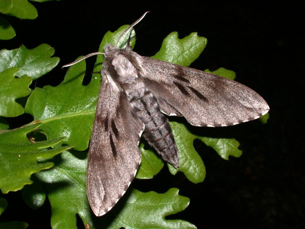 Бражник Сосновый (Hyloicus pinastri)