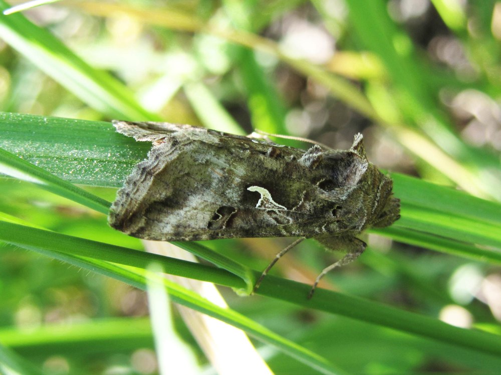 Совка гамма Autographa Gamma