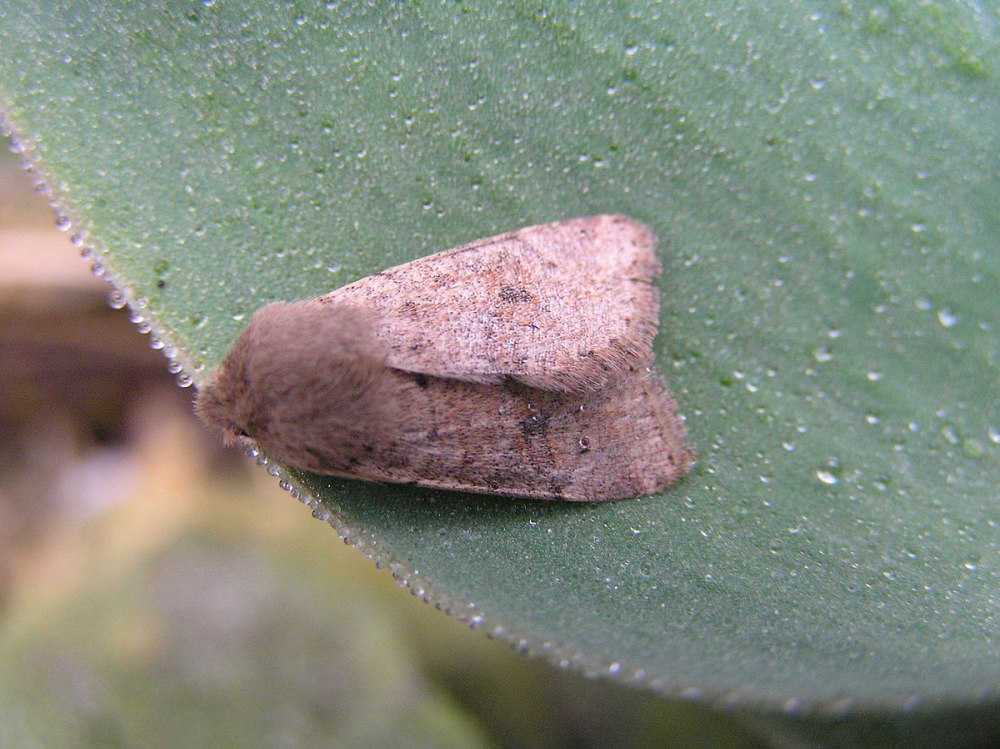 Orthosia opima