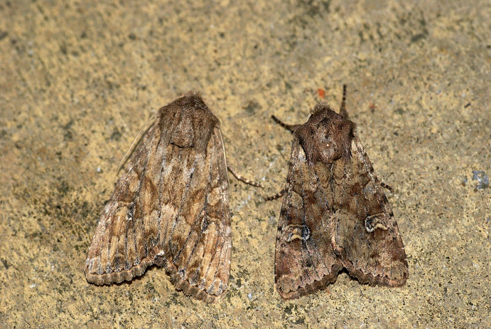 Apamea Sordens