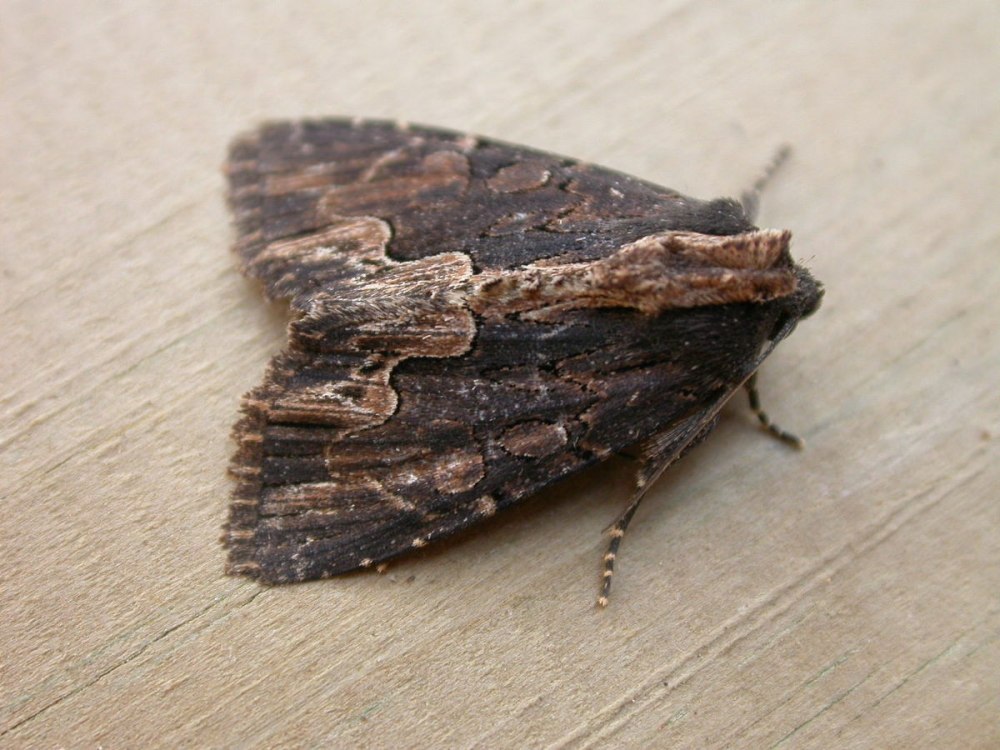 Dypterygia scabriuscula
