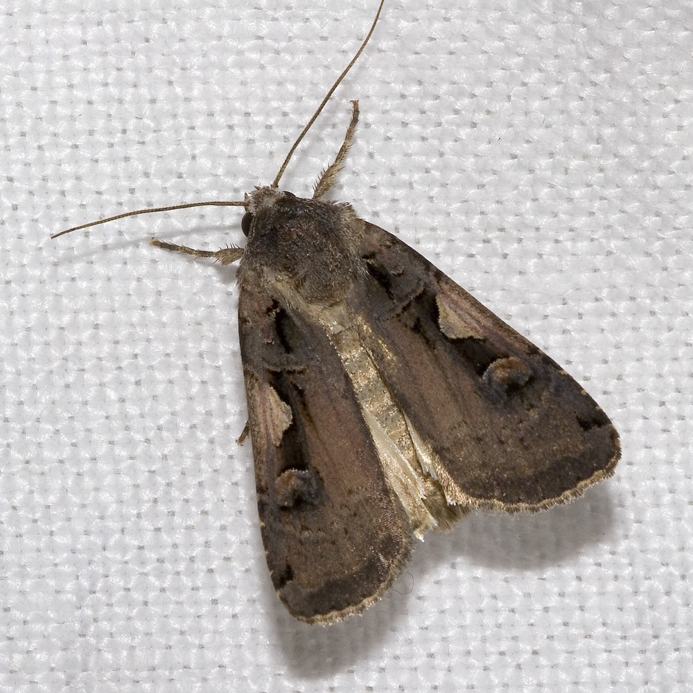 Xestia kruegeri