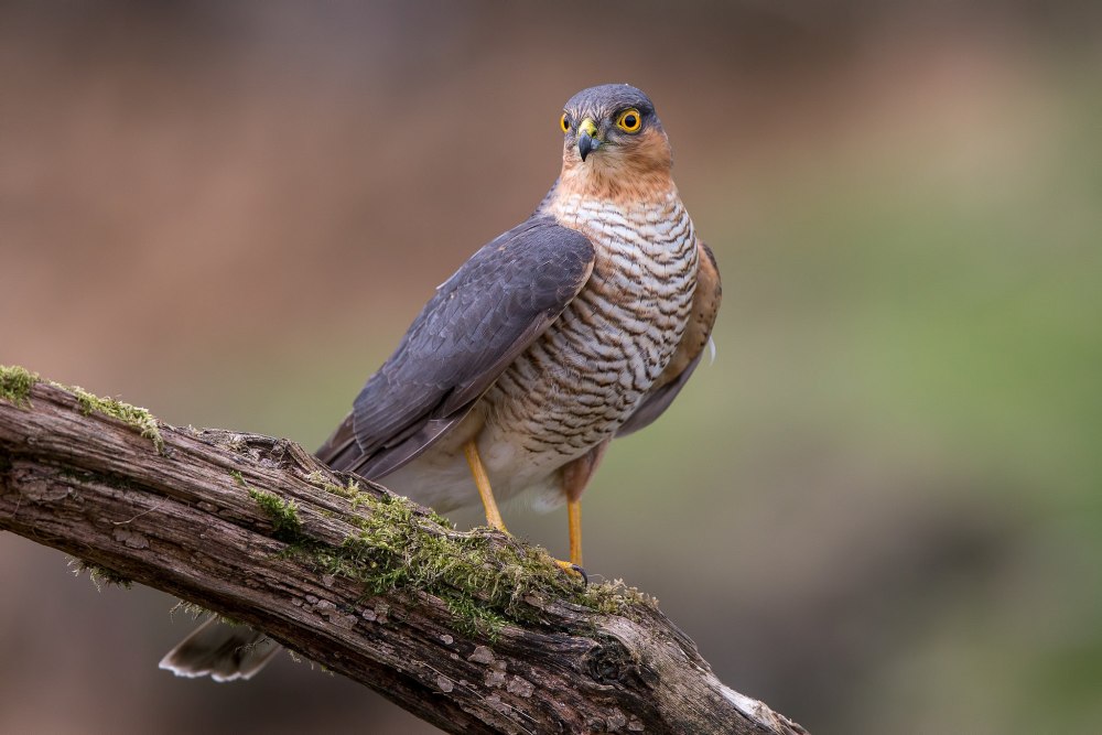 Ястреб-перепелятник (Accipiter nisus)