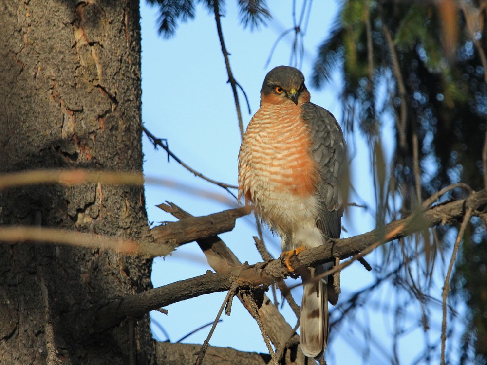 Ястреб-перепелятник (Accipiter nisus)