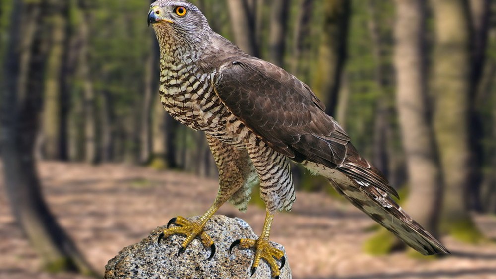 Камчатский тетеревятник Accipiter gentilis albidus
