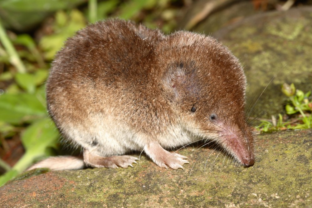 Бурозубка обыкновенная