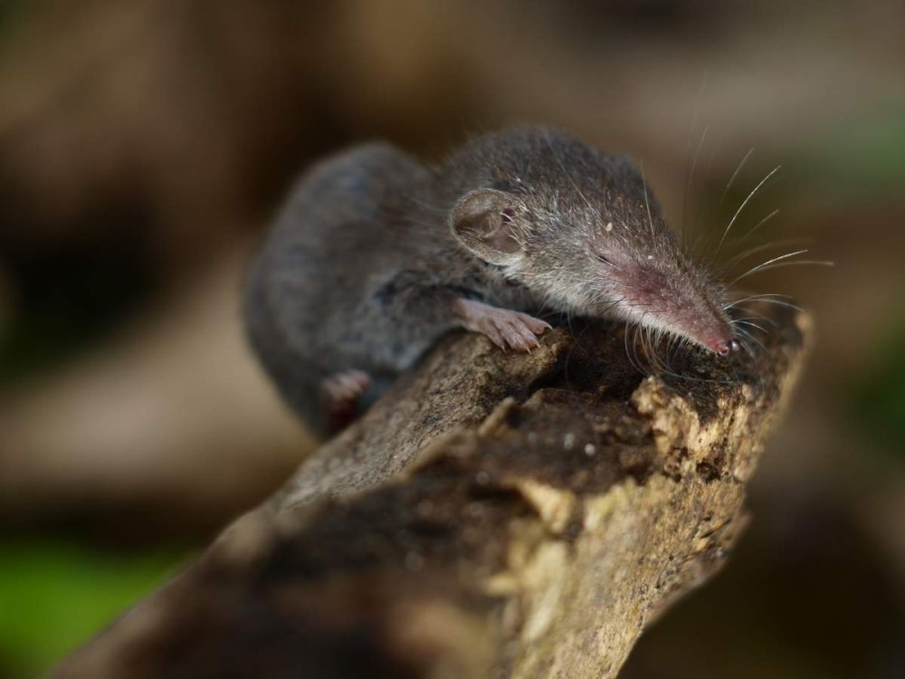 Этрусская бурозубка