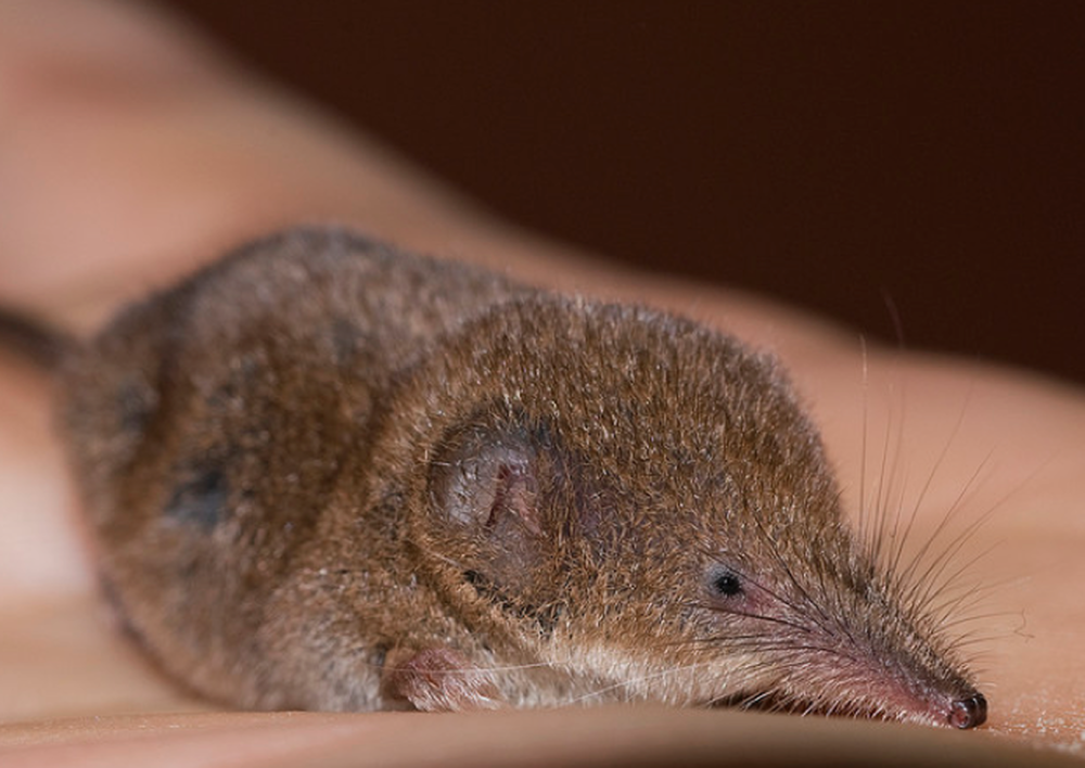 Этрусская бурозубка