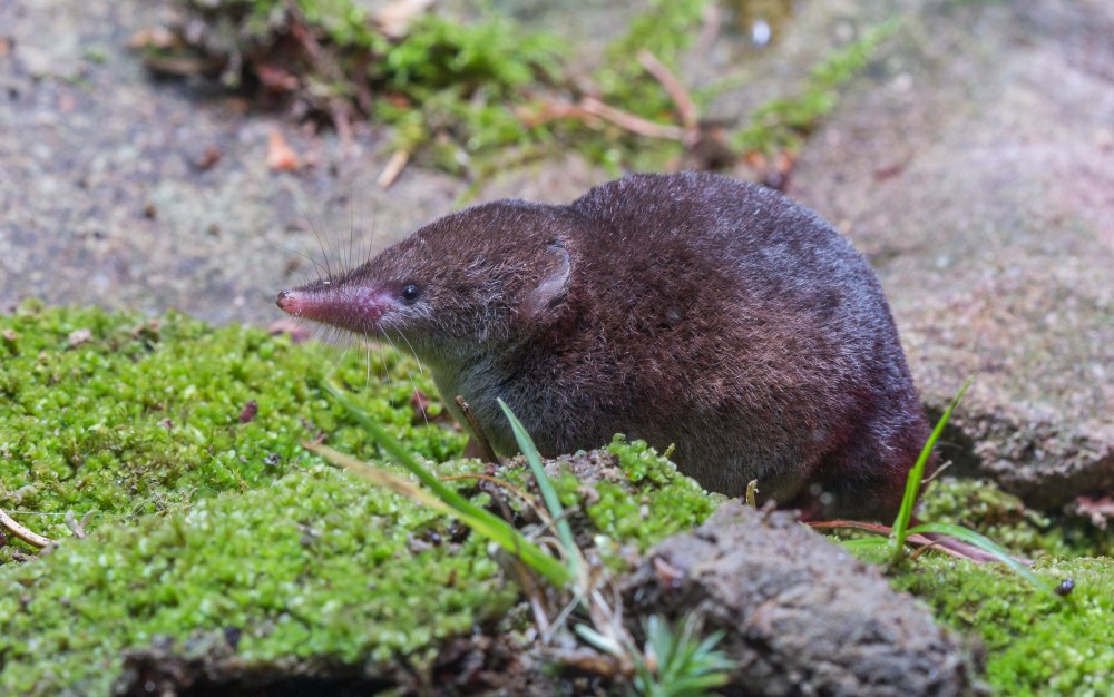 Обыкновенная землеройка бурозубка