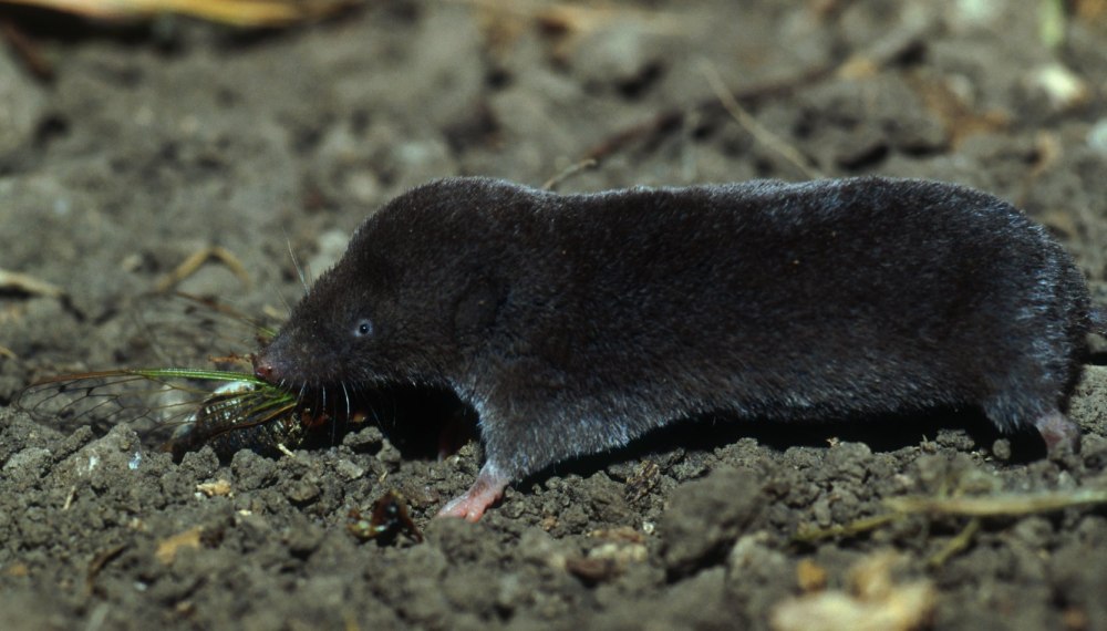 Короткохвостая бурозубка