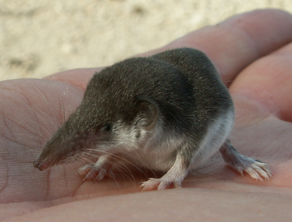 Землеройка бурозубка