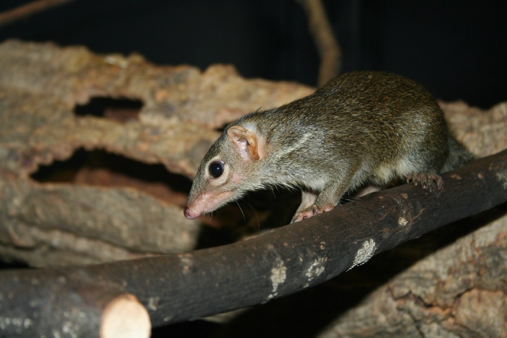 Землеройки ареал обитания