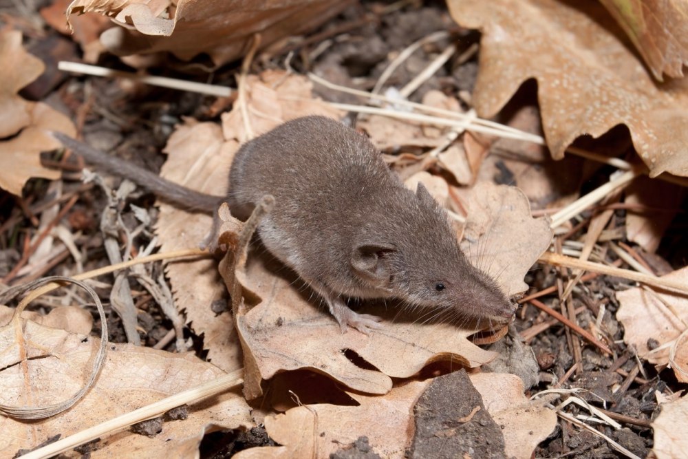 Землеройка бурозубка