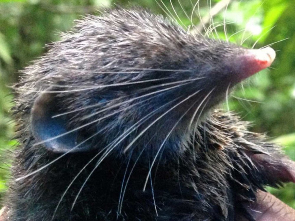 Угандская белозубка-броненоска