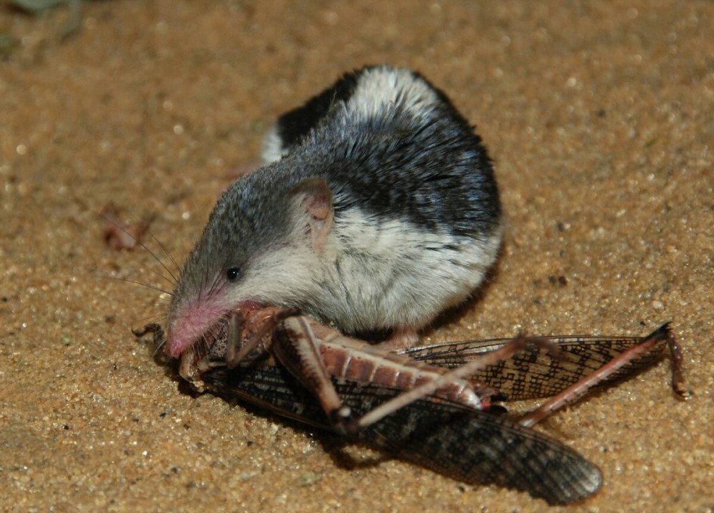 Пегий путорак