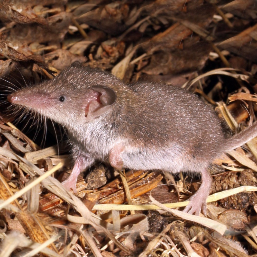 Равнозубая бурозубка