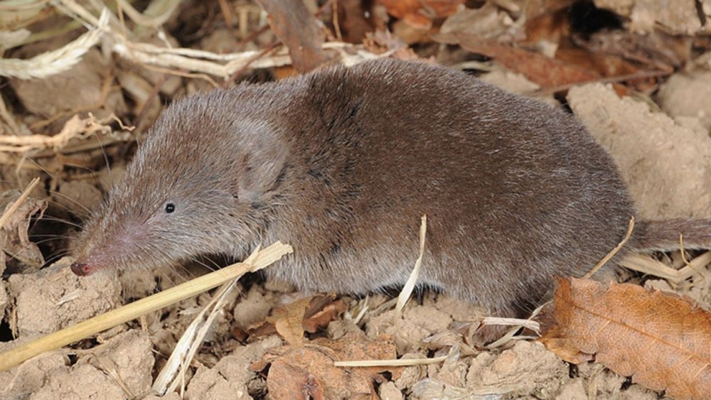 Crocidura lasiura – белозубка Уссурийская
