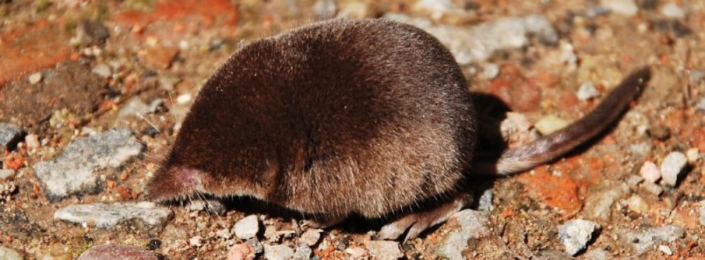 Бурозубка Радде (Sorex Raddei)