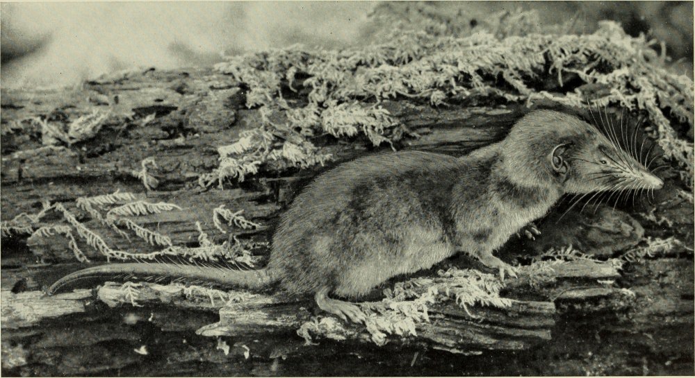 Василиск Shrew