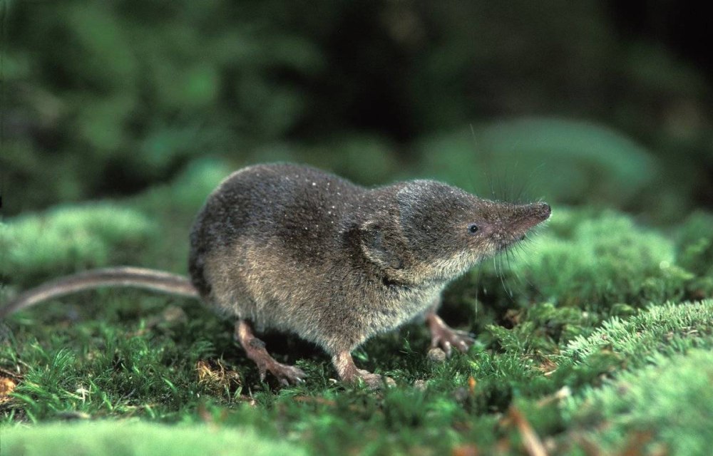 Арктическая бурозубка