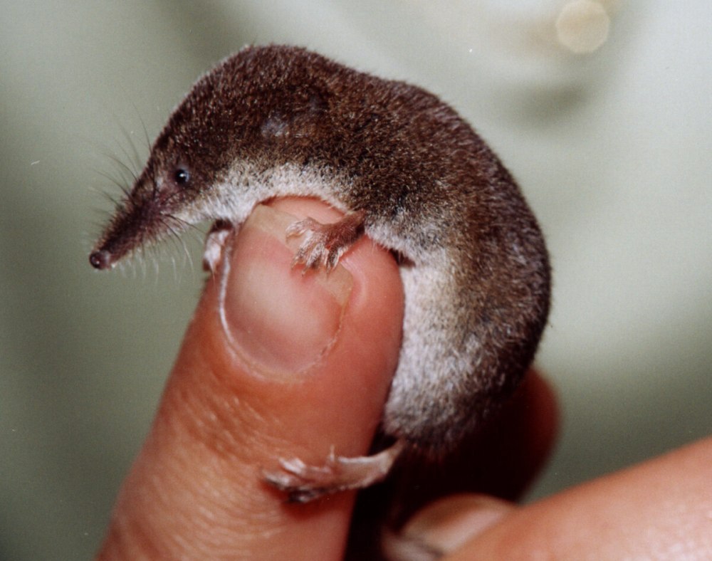 Этрусская землеройка