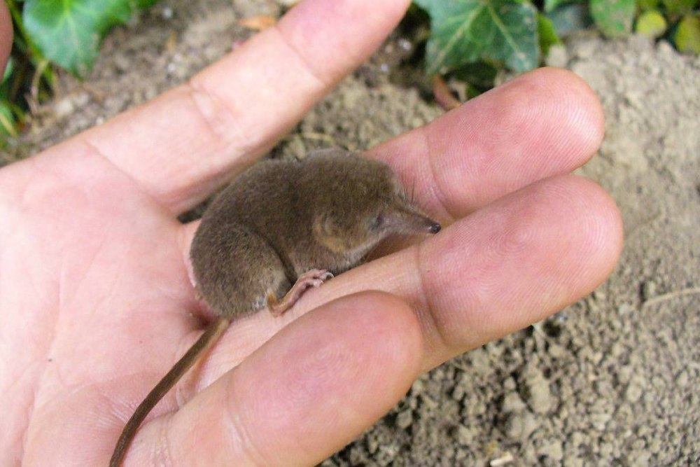 Гигантская бурозубка