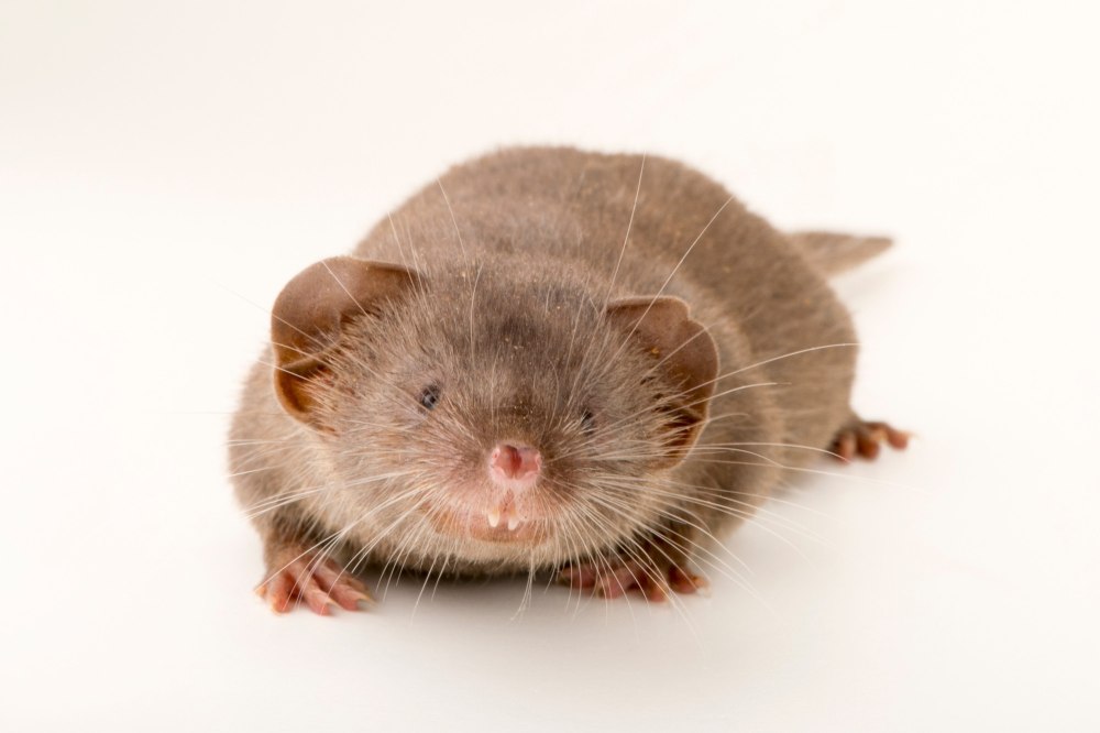 Suncus Etruscus (землеройка)