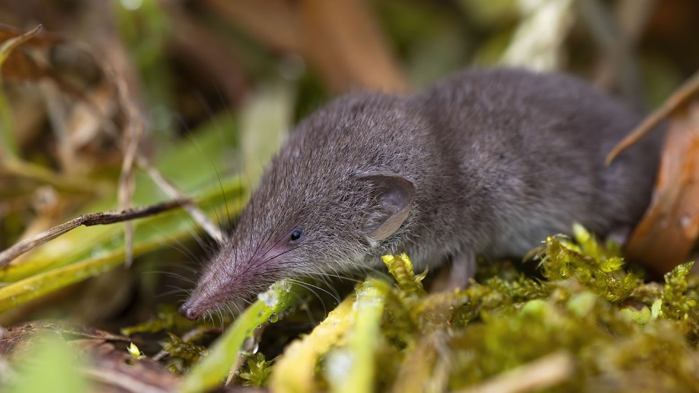 Землеройки