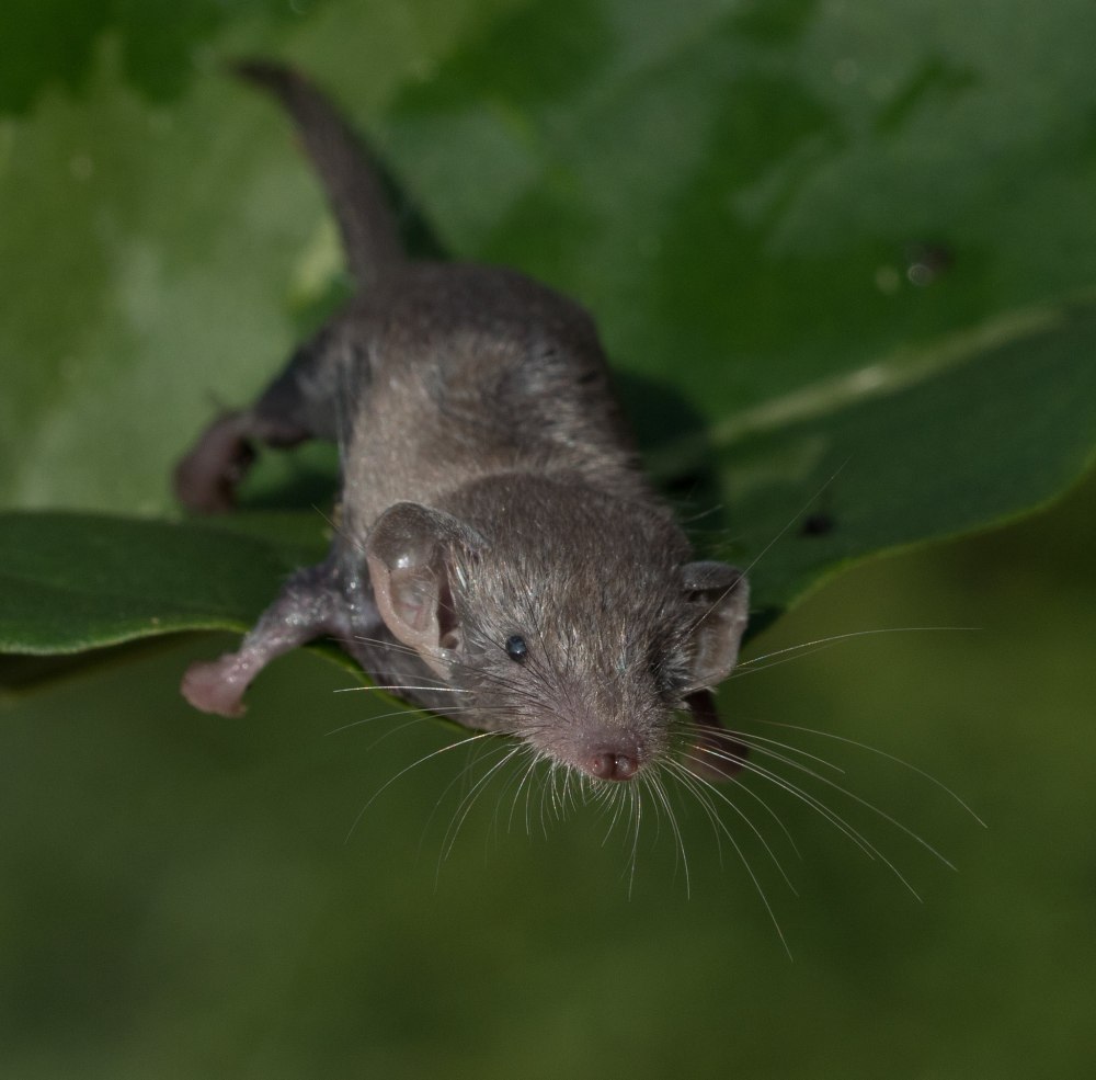 Мышевидные белозубки