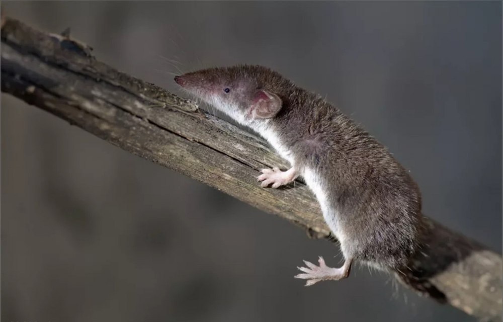 Малая бурозубка