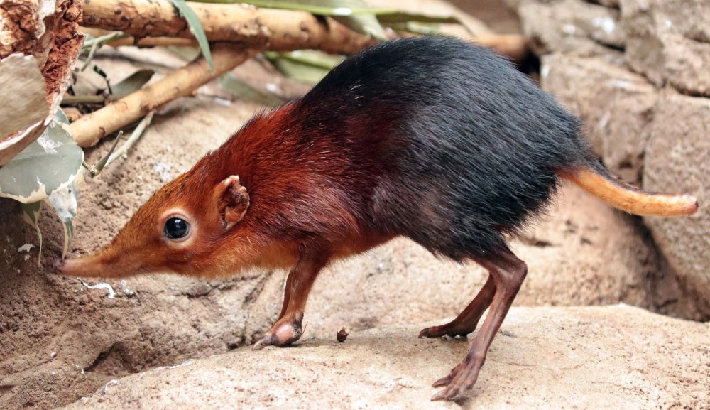 Золотистая хоботковая собачка