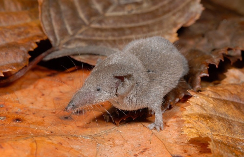 Землеройка бурозубка