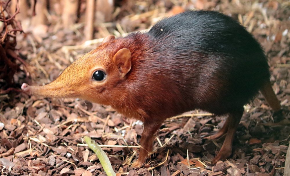 Хоботковая собачка перерсон