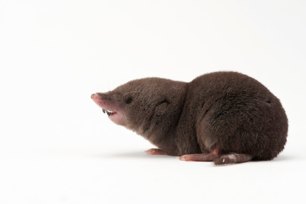 Южная короткохвостая бурозубка