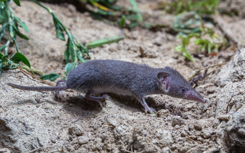 Южная короткохвостая бурозубка