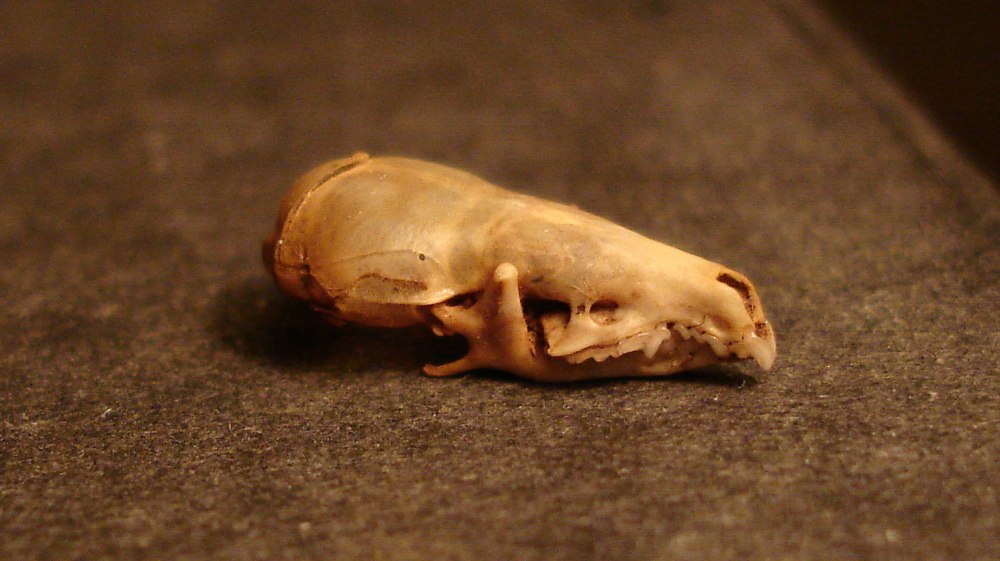 Череп бурозубки обыкновенной