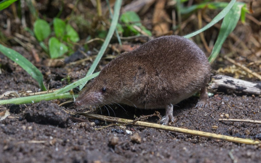 Обыкновенная кутора