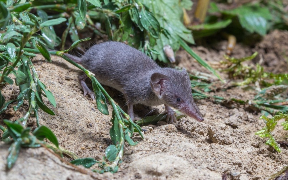 Землеройка многозубка
