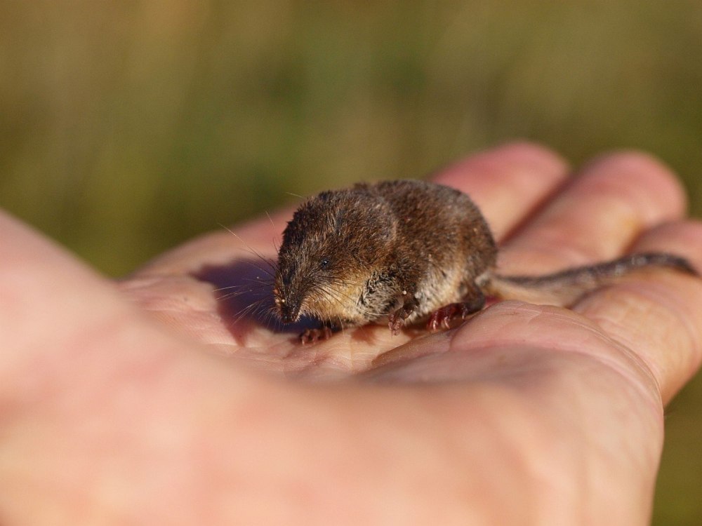 Sorex minutus