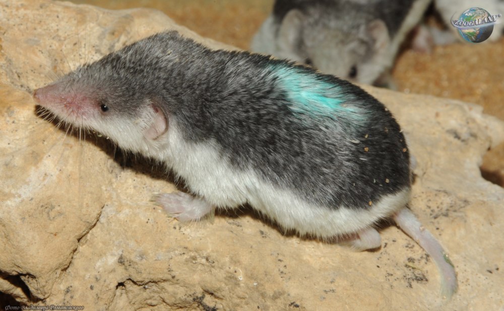 Пегий путорак