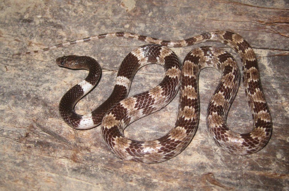 Lycodon aulicus