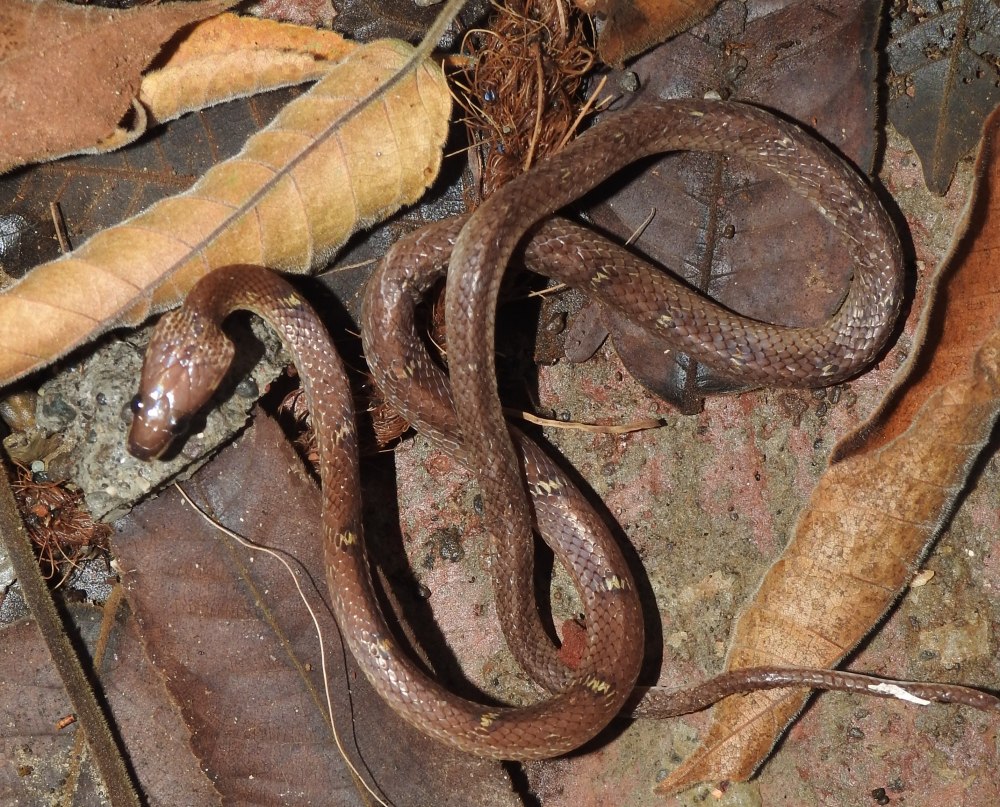 Lycodon rosozonatus