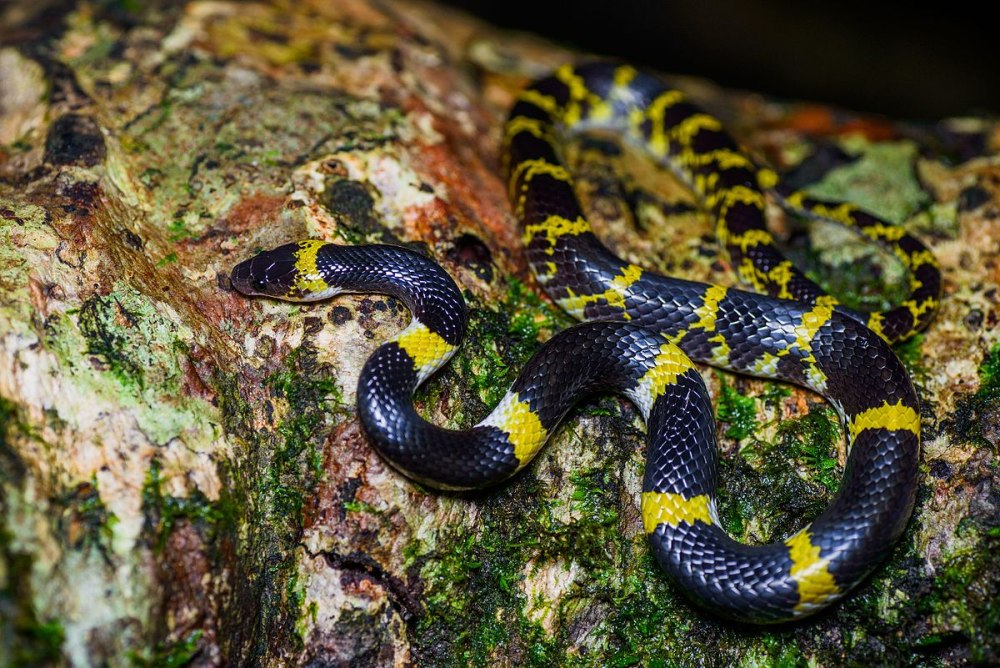 Lycodon Laoensis