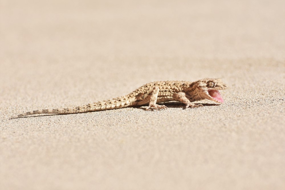 Серый геккон, Mediodactylus russowii