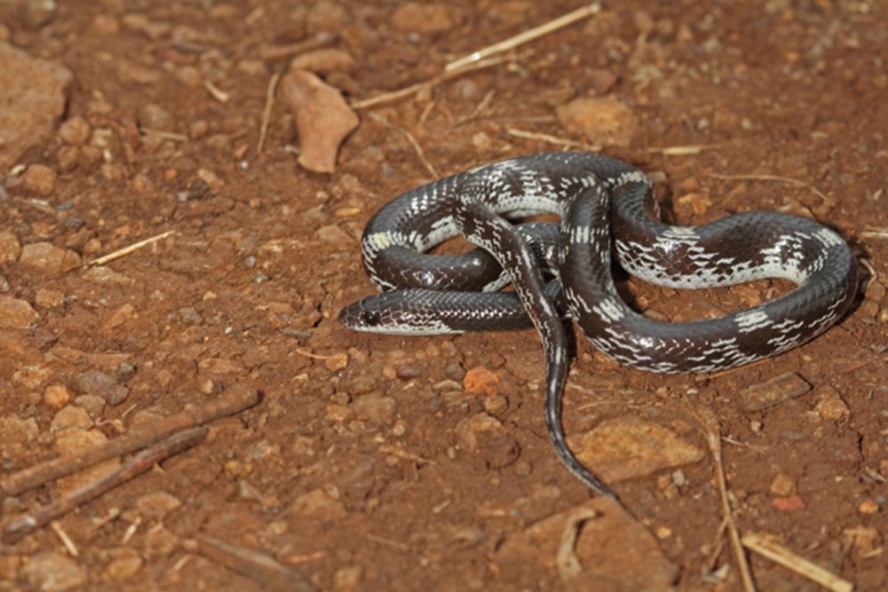 Lycodon striatus
