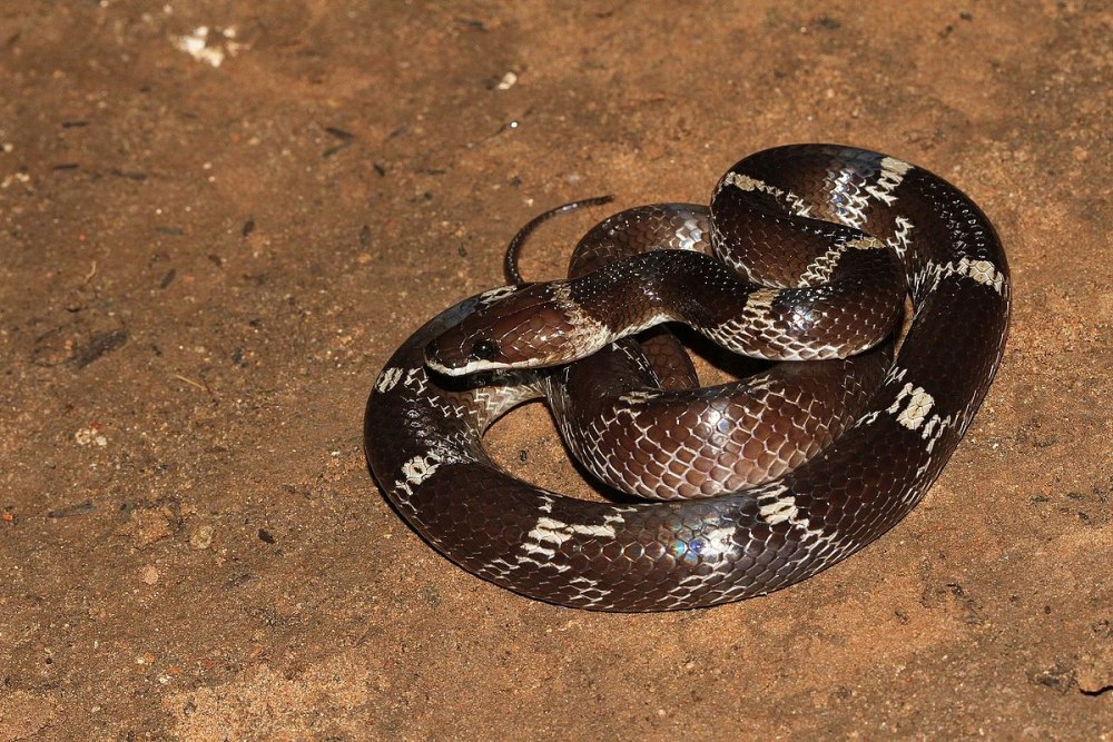 Lycodon aulicus